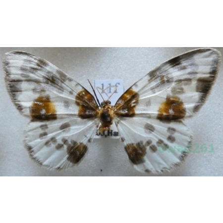 Abraxas sylvata (Scopoli, 1763) Plamiec leśniak Czech11f